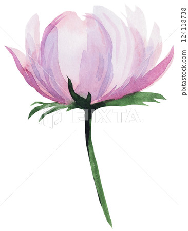 Watercolor pink blush peony flower isolated illustration, pastel romantic floral wedding element 124118738