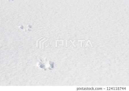 Winter Squirrel footprints left on the snow 124118744