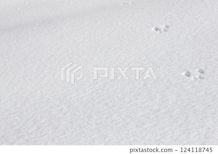 冬天雪地留下松鼠的腳印 冬天雪地留下松鼠的腳印 124118745