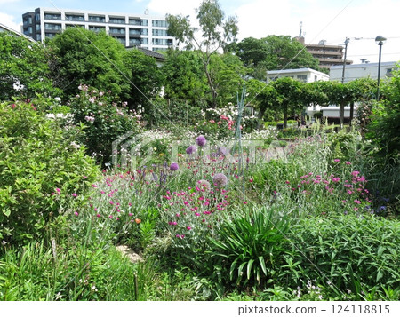 世田谷區花卉樂園(多年生植物園附近) 世田谷區花卉樂園(多年生植物園附近) 124118815