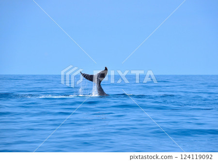 Whale watching off the coast of Zamami Island 124119092