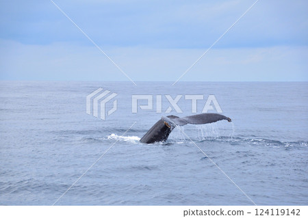 座間味島沿岸賞鯨 座間味島沿岸賞鯨 124119142