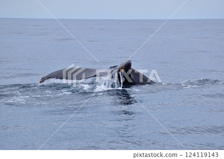 座間味島沿岸賞鯨 座間味島沿岸賞鯨 124119143