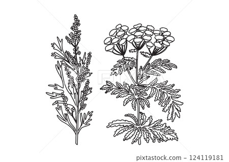 Line art medicinal plants isolated on white background. Hand drawn botanical black outline Flowers Stems Leaves Berryes vector illustration.Graphic design elements for Print Birthday Poster Card Cover Line art medicinal plants isolated on white background. Hand drawn botanical black outline Flowers Stems Leaves Berryes vector illustration.Graphic design elements for Print Birthday Poster Card Cover 124119181