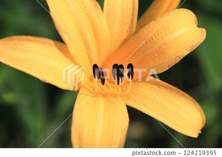 Day lilies in full bloom at Nikko Kirifuri Highlands, Kisuge-daira Park 124119395
