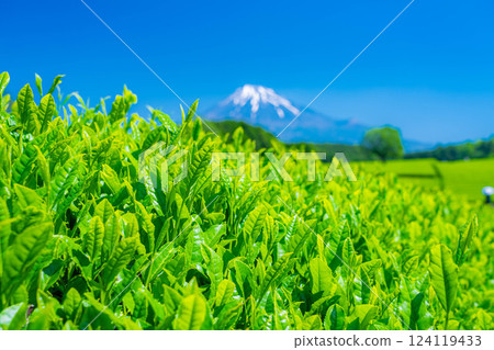 [Fresh green material] Fresh green tea leaves, Obuchi Sasaba [Shizuoka Prefecture] 124119433