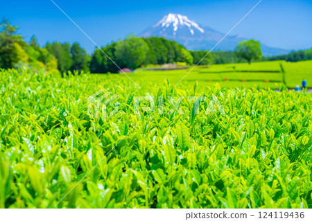 [Fresh green material] Fresh green tea leaves, Obuchi Sasaba [Shizuoka Prefecture] 124119436