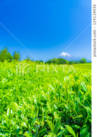 [Fresh green material] Fresh green tea leaves, Obuchi Sasaba [Shizuoka Prefecture] 124119438