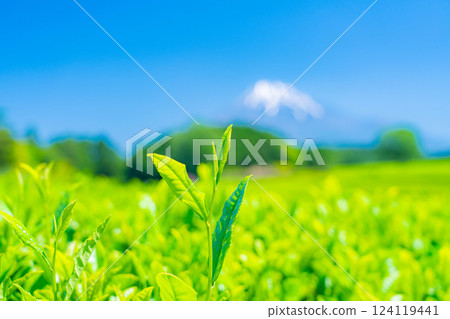 [Fresh green material] Fresh green tea leaves, Obuchi Sasaba [Shizuoka Prefecture] 124119441