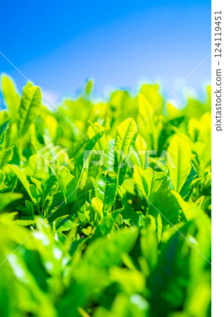 [Fresh green material] Fresh green tea leaves, Obuchi Sasaba [Shizuoka Prefecture] 124119451
