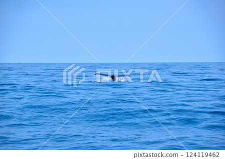 座間味島沿岸賞鯨 124119462