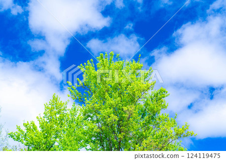 [Early summer material] Fresh green and blue sky [Nagano Prefecture] 124119475