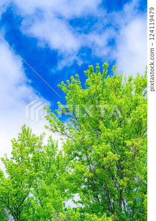 [Early summer material] Fresh green and blue sky [Nagano Prefecture] 124119479