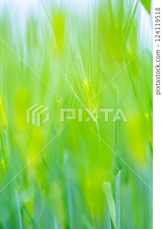 【新鮮綠色素材】綠色的麥田和藍天【長野縣】 【新鮮綠色素材】綠色的麥田和藍天【長野縣】 124119518