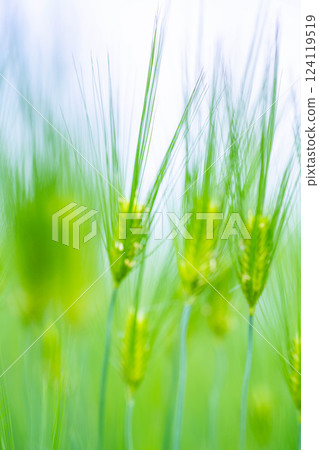 【新鮮綠色素材】綠色的麥田和藍天【長野縣】 【新鮮綠色素材】綠色的麥田和藍天【長野縣】 124119519