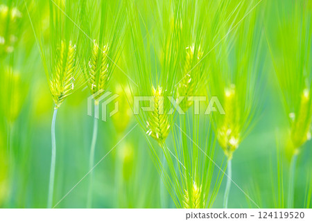 【新鮮綠色素材】綠色的麥田和藍天【長野縣】 【新鮮綠色素材】綠色的麥田和藍天【長野縣】 124119520