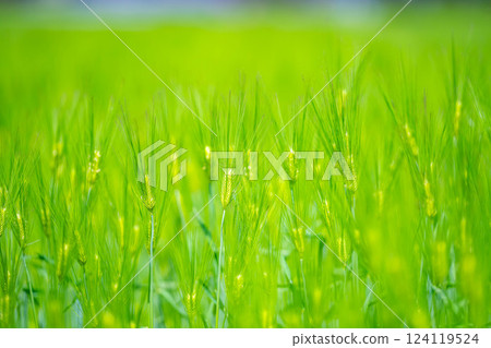 【新鮮綠色素材】綠色的麥田和藍天【長野縣】 【新鮮綠色素材】綠色的麥田和藍天【長野縣】 124119524