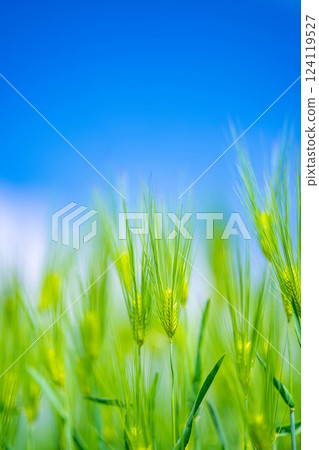 【新鮮綠色素材】綠色的麥田和藍天【長野縣】 【新鮮綠色素材】綠色的麥田和藍天【長野縣】 124119527