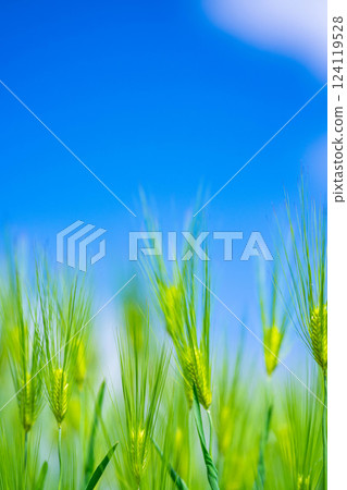 【新鮮綠色素材】綠色的麥田和藍天【長野縣】 124119528