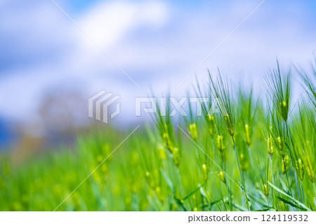 [Fresh green material] Green wheat field and blue sky [Nagano Prefecture] 124119532
