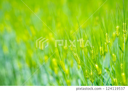 [Fresh green material] Green wheat field and blue sky [Nagano Prefecture] 124119537