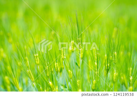 【新鮮綠色素材】綠色的麥田和藍天【長野縣】 【新鮮綠色素材】綠色的麥田和藍天【長野縣】 124119538
