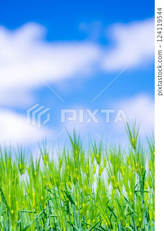 【新鮮綠色素材】綠色的麥田和藍天【長野縣】 【新鮮綠色素材】綠色的麥田和藍天【長野縣】 124119544