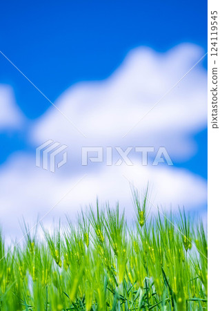 [Fresh green material] Green wheat field and blue sky [Nagano Prefecture] 124119545