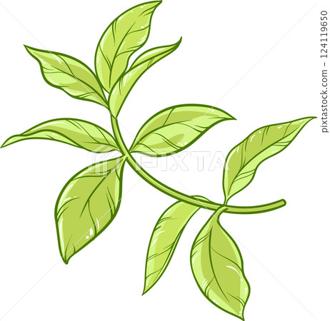 Tea Plant with Leaves Colored Detailed Illustration Tea Plant with Leaves Colored Detailed Illustration 124119650