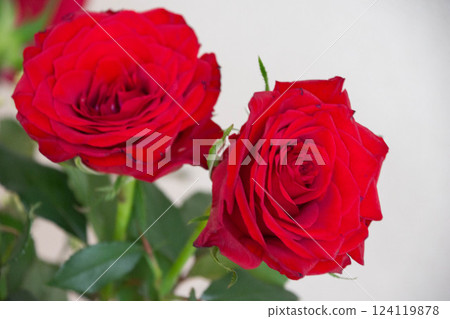 A red rose A red rose 124119878
