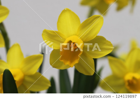 Yellow flowers of miniature daffodils (tetarte) blooming in a garden in early spring 124119897