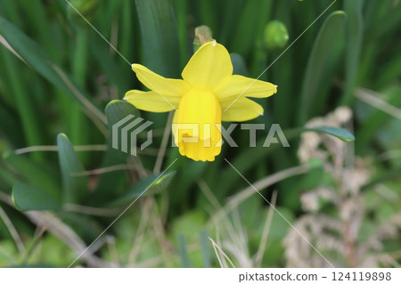 Yellow flowers of miniature daffodils (tetarte) blooming in a garden in early spring 124119898