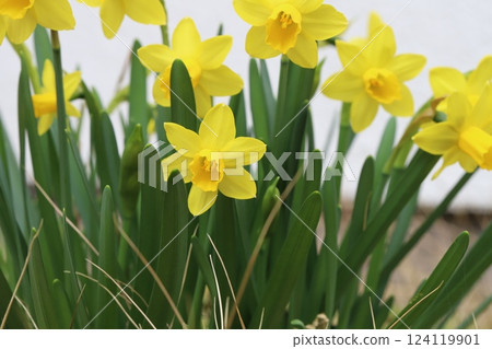 Yellow flowers of miniature daffodils (tetarte) blooming in a garden in early spring 124119901