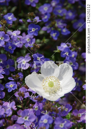 銀蓮花和維羅妮卡牛津藍 124120212