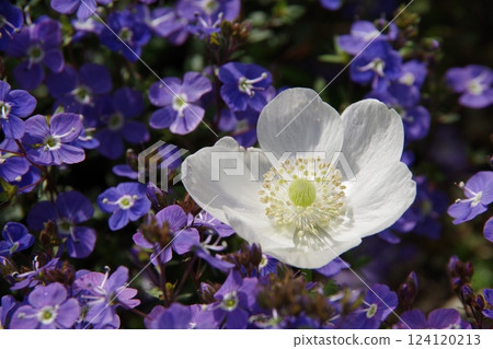 銀蓮花和維羅妮卡牛津藍 124120213