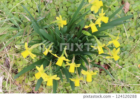 早春花園中盛開的黃色小水仙花(tetarte) 早春花園中盛開的黃色小水仙花(tetarte) 124120288