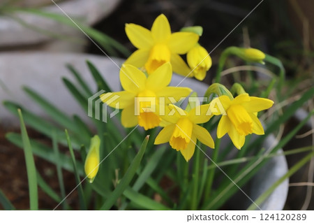 早春花園中盛開的黃色小水仙花（tetarte） 124120289