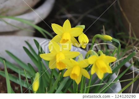 早春花園中盛開的黃色小水仙花(tetarte) 早春花園中盛開的黃色小水仙花(tetarte) 124120290