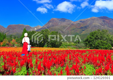 [Oita Prefecture] Sunny Kuju Flower Park (Celosia on the Hill of the Breeze) 124120301