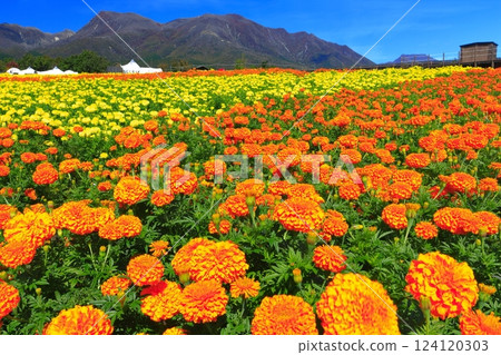 [大分縣]好天氣的九重花卉公園（高原的五彩金盞花） 124120303