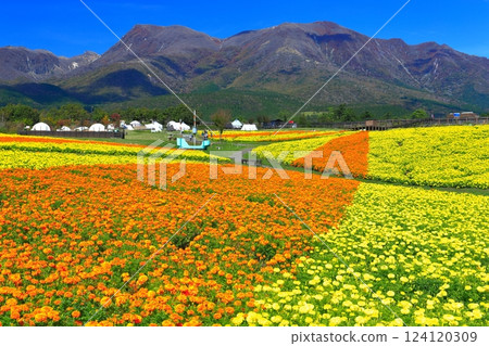 [Oita Prefecture] Kuju Flower Park in fine weather (colorful marigolds of the plateau) 124120309