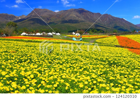 [大分縣]好天氣的九重花卉公園（高原的五彩金盞花） 124120310
