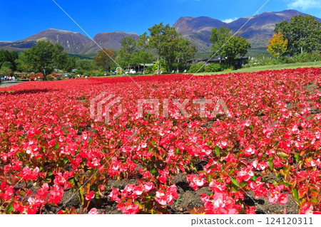 [Oita Prefecture] Sunny Kuju Flower Park (Colored Hill Begonia) 124120311