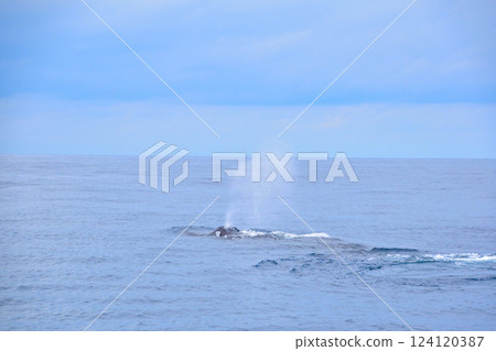 Whale watching off the coast of Zamami Island 124120387