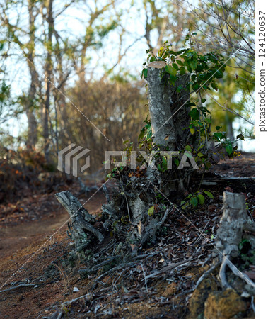 New branches growing around a cut tree 124120637