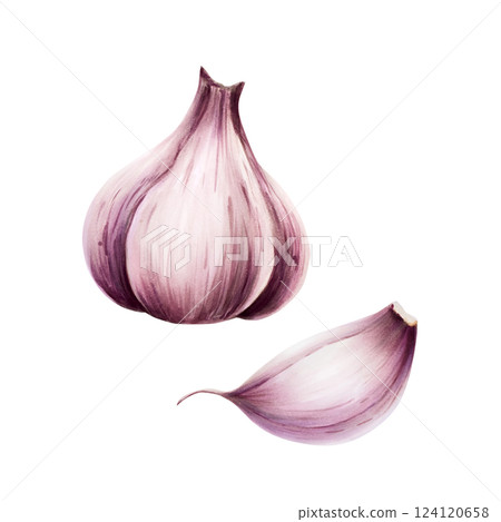 Garlic bulb and clove. Watercolor hand drawn illustration isolated on transparent background. For designers, menu, decoration, food blog, ecofriendly branding. Healthy eating concept Garlic bulb and clove. Watercolor hand drawn illustration isolated on transparent background. For designers, menu, decoration, food blog, ecofriendly branding. Healthy eating concept 124120658