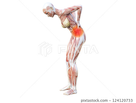 一名女性因下背部疼痛將雙手放在下背部的肌肉解剖圖、上身、背部視圖(紅色疼痛圖像)的 3D 插圖 一名女性因下背部疼痛將雙手放在下背部的肌肉解剖圖、上身、背部視圖(紅色疼痛圖像)的 3D 插圖 124120733