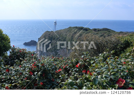 Camellias bloom on the Ashizuri Peninsula (Tosashimizu City, Kochi Prefecture) 124120786