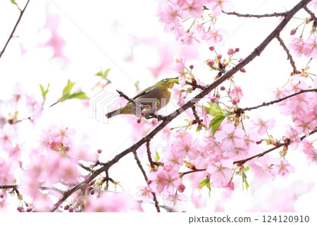 Cherry blossoms and white-eye 13 Cherry blossoms and white-eye 13 124120910