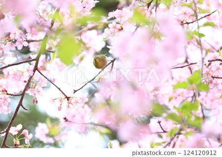櫻花與繡眼鳥 15 櫻花與繡眼鳥 15 124120912